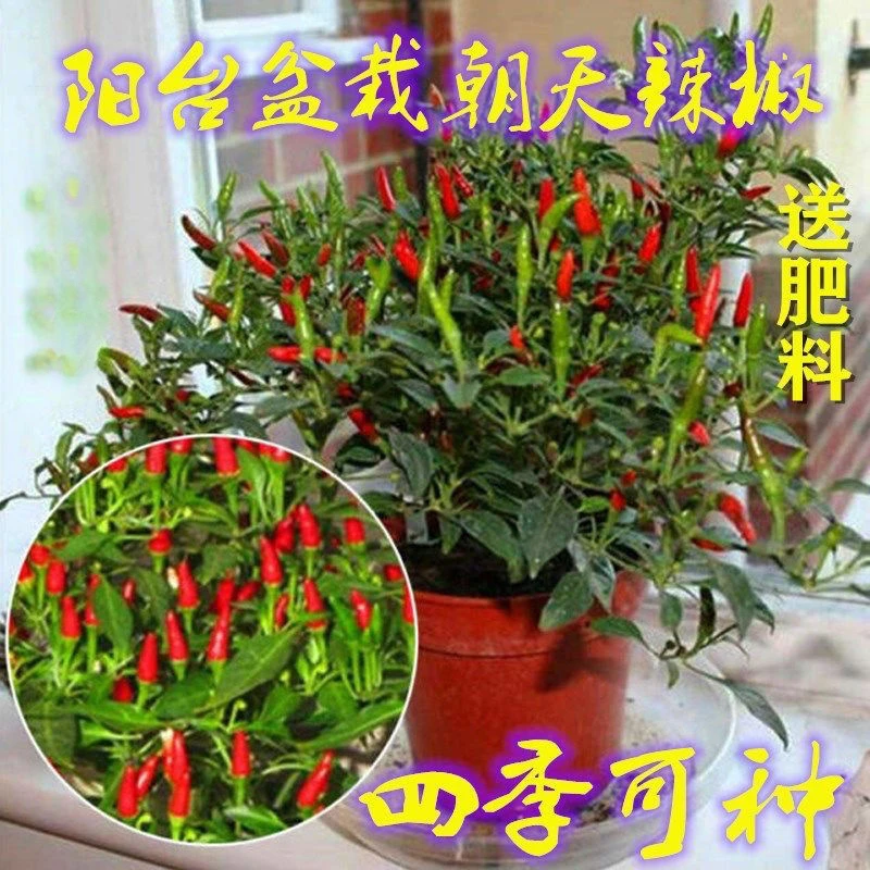 【朝天椒种子】小米辣种籽早熟四季阳台盆栽庭院大棚蔬菜种子
