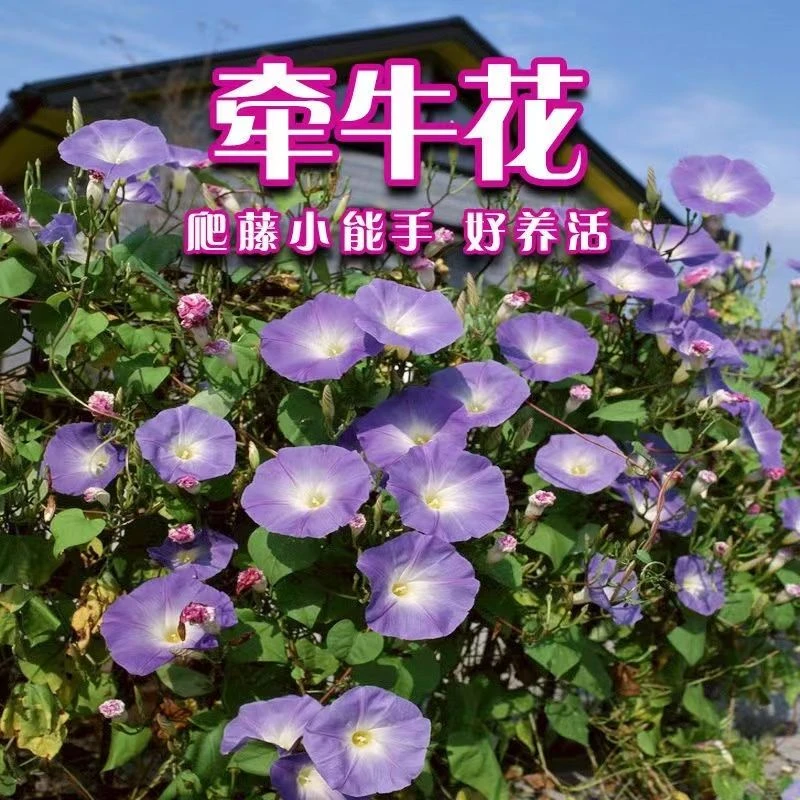 爬藤牵牛花种子大喇叭花攀岩植物种籽四季播庭院阳台盆栽花卉种子