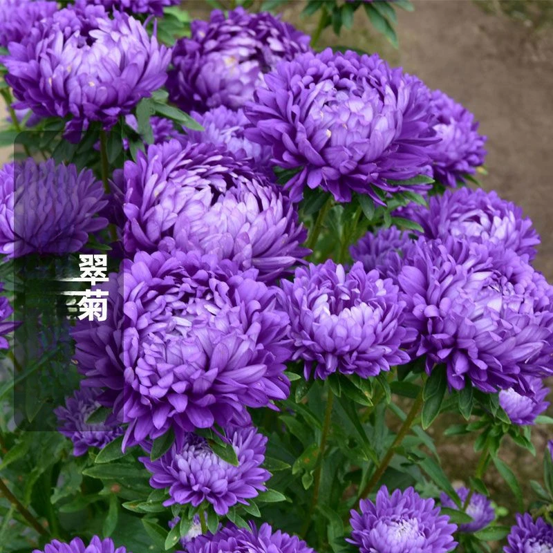 四季翠菊花种籽重瓣菊花种子室内阳台庭院盆栽易活易种大花卉种子