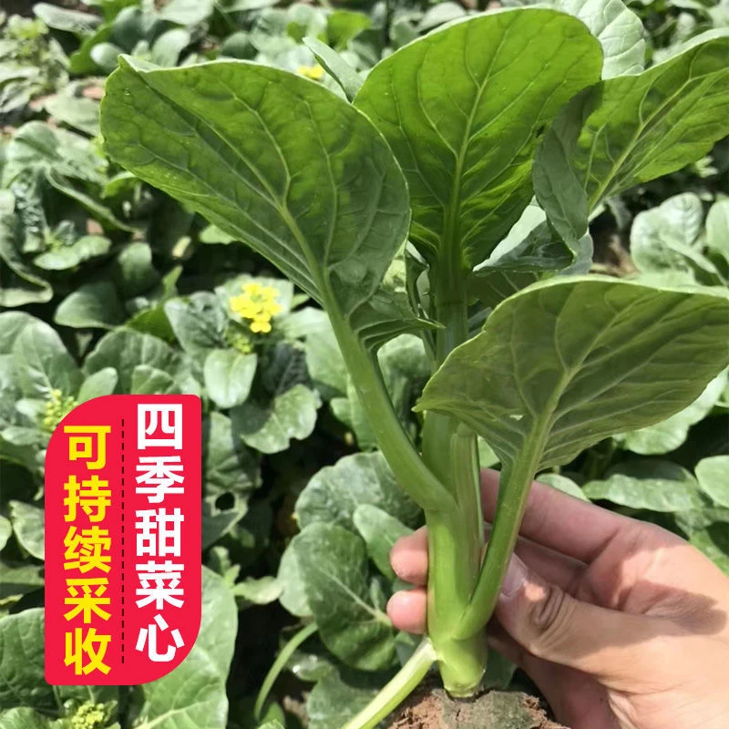 四九菜心种子四季耐高温广东油青甜菜心种籽矮脚圆叶盆栽蔬菜种孑