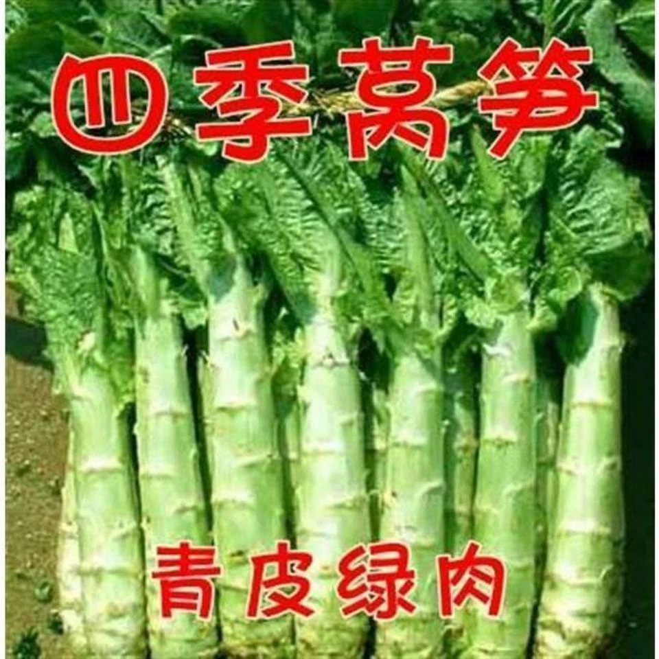 四季莴笋种子莴苣绿笋夏季蔬菜种子耐热青皮绿肉蔬菜种子