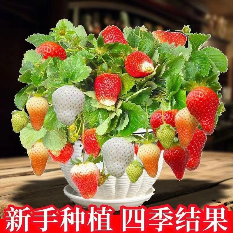 四季草莓种子奶油草莓大甜庭院阳台易种盆栽蔬菜水果种子