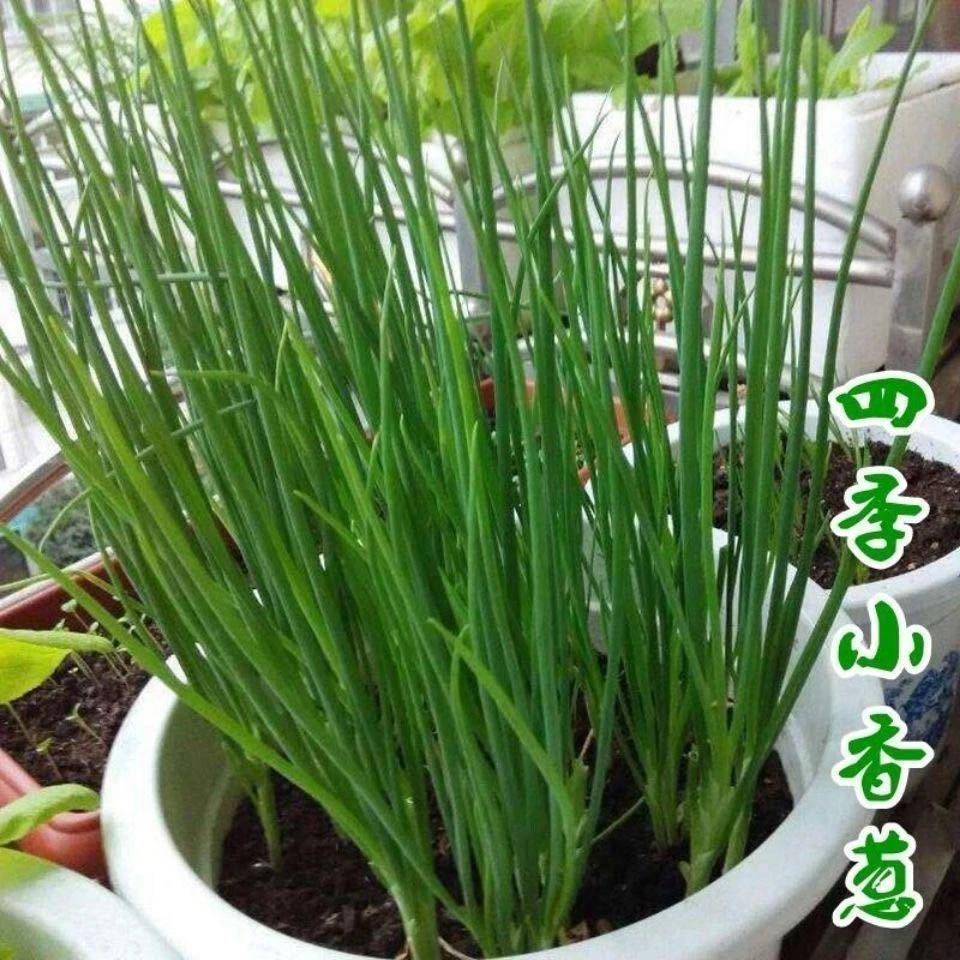 四季小香葱种子小香葱头种籽阳台盆栽室内蔬菜种子