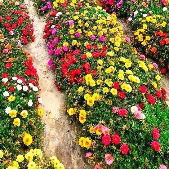 重瓣太阳花混色花种活四季开花阳台花卉盆栽