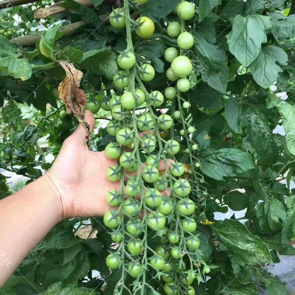 瀑布小番茄种子种籽圣女果樱桃西红柿种子四季盆栽蔬菜种子番茄种
