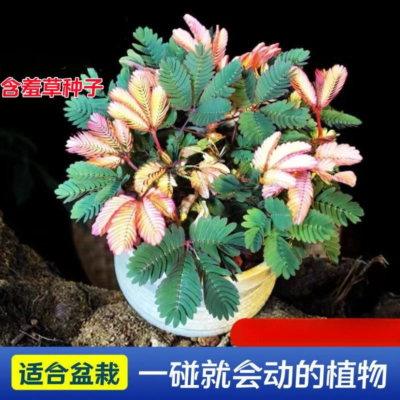 含羞草种子盆栽红色彩虹含羞草籽种四季种阳台庭院花卉种籽