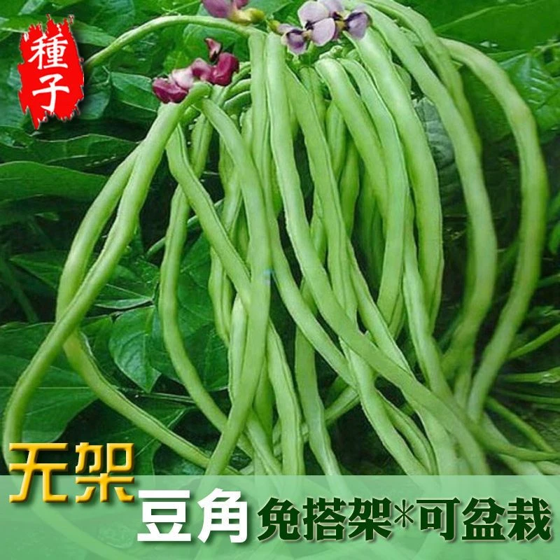 豆角种子无架早熟地豆种子四季豆种子矮生不用搭架可盆栽蔬菜种子