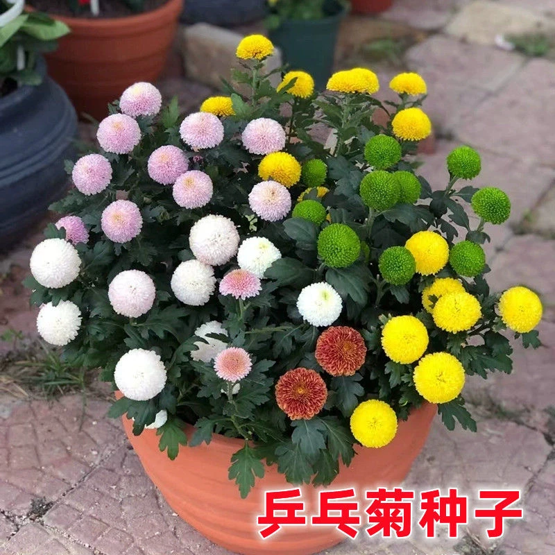 乒乓菊菊花种子花籽球行四季易种活室内外阳台鲜花盆栽种子
