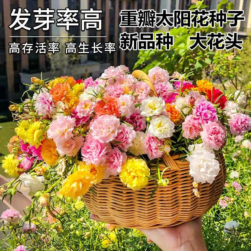重瓣太阳花花种子适合四季种的花种子室内花籽花卉易活太阳花种籽