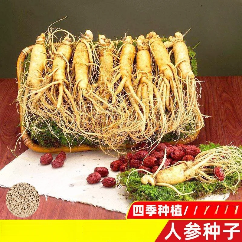 长白山人参种子正宗野山参西洋参四季阳台盆栽中药材易成活种子