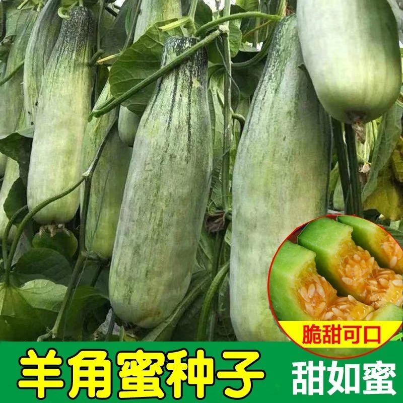 羊角蜜种子甜瓜种籽羊角酥西瓜香瓜种孑早熟品种四季瓜果蔬菜种子