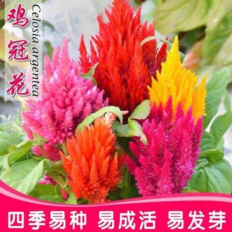 鸡冠花种籽凤尾鸡冠花冠状花种室外耐旱活四季盆栽花卉种籽