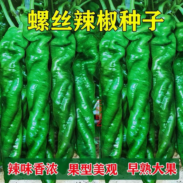 辣椒种子香辣金品螺丝椒种子春秋季四季抗病菜园蔬菜种子