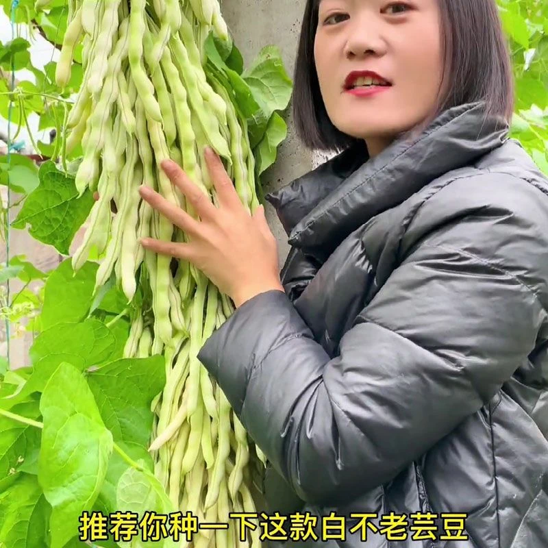 九粒白芸豆种子大白不老四季豆菜种子秋冬耐寒