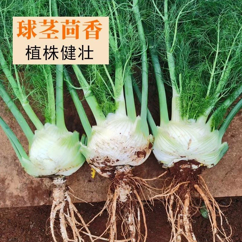 球茎茴香种子割茬小茴香籽结球茴香四季播种阳台盆栽庭院蔬菜种子