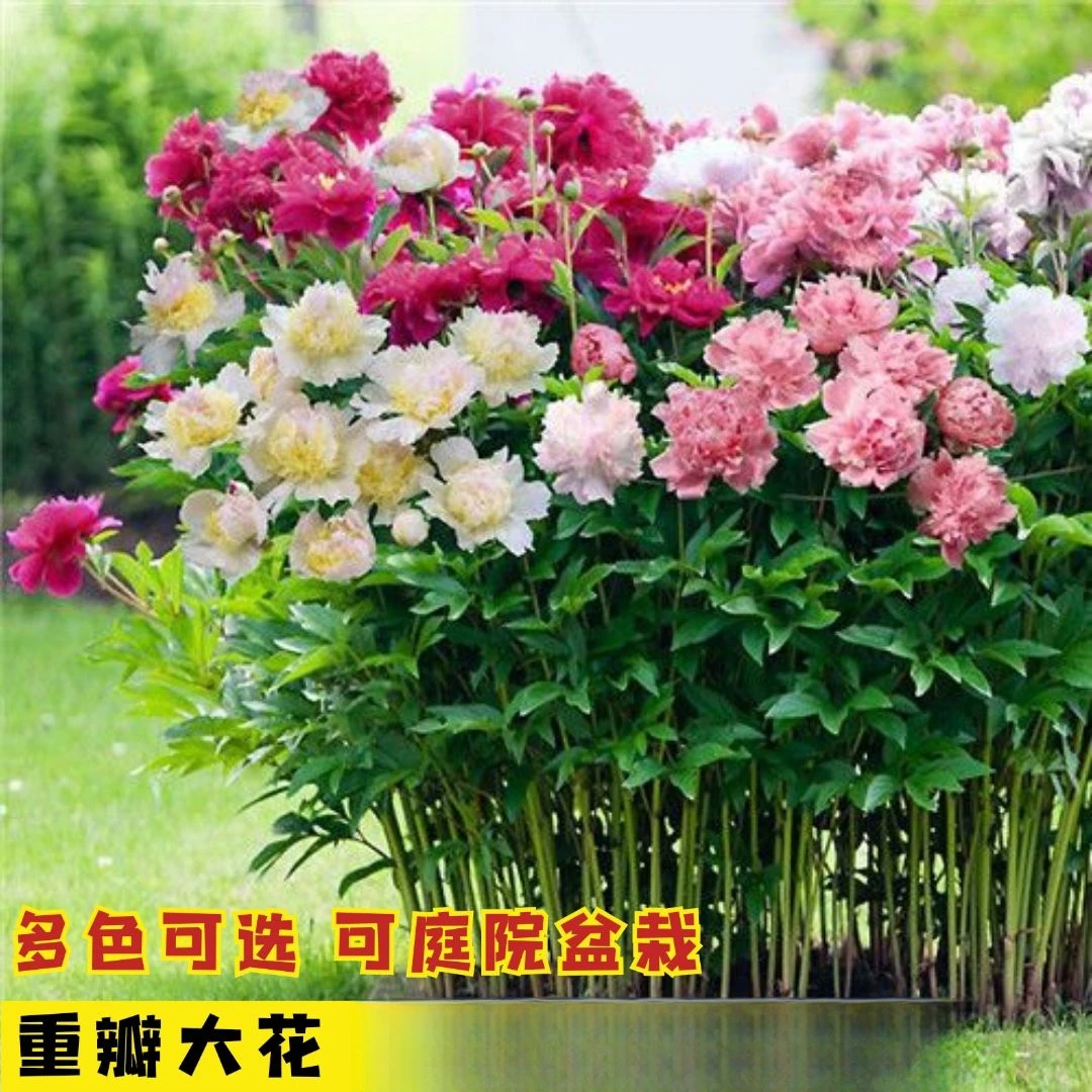 大花芍药花种子四季开花花卉种籽庭院盆栽阳台花籽园林造景观景花