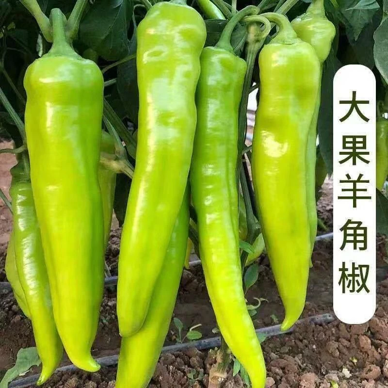 食用大羊角椒种子辣椒种子青椒籽大田种植不辣椒种子阳台蔬菜种子