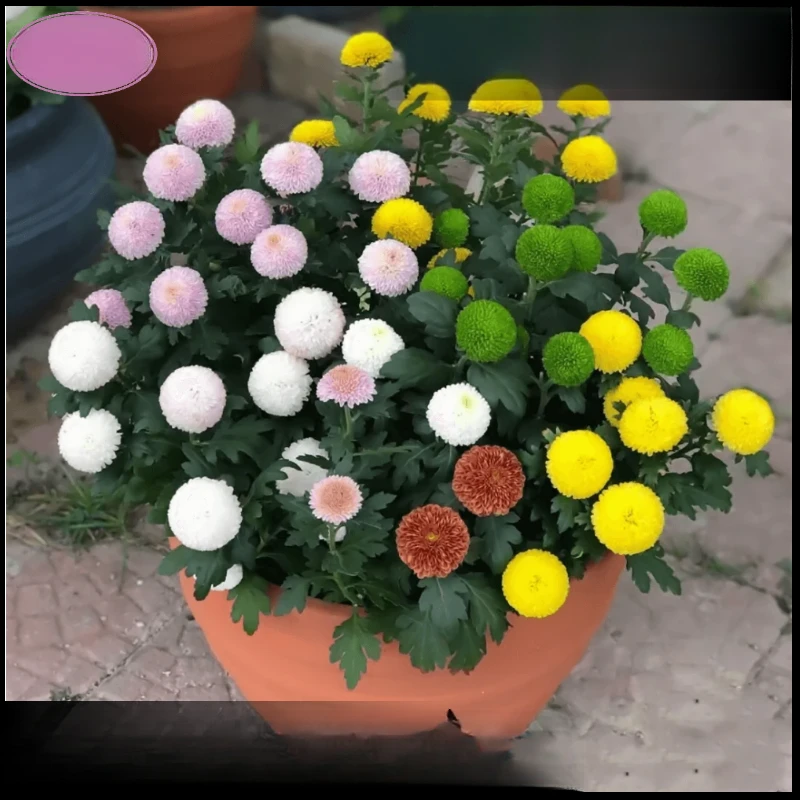 乒乓菊种子糖果菊易爆盆混色室内花卉客厅摆放花种花期长菊花