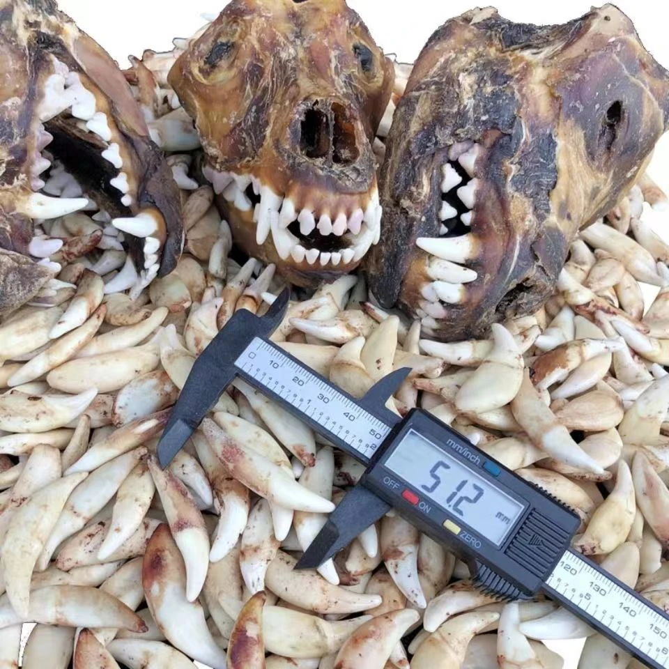 非金属布艺吊坠 黑狗牙吊坠单孔双孔真狗牙护身挂件宝宝幼儿儿童