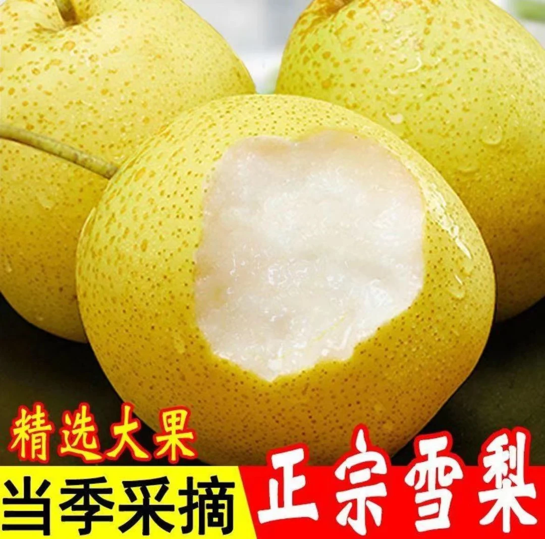 【一人领一箱】河北雪梨产地直发当季水果新鲜香甜爽口多汁3斤5斤