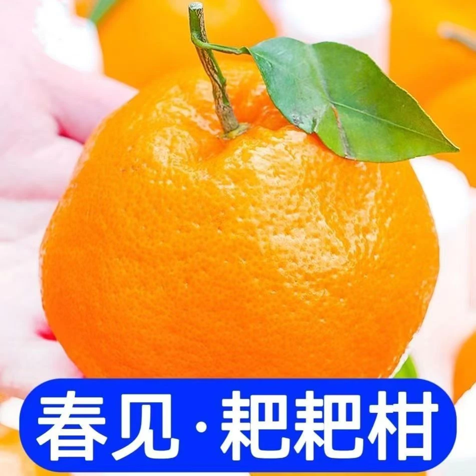 四川春见耙耙柑现摘现发新鲜当季水果带箱4.5斤应季水果手剥橘子