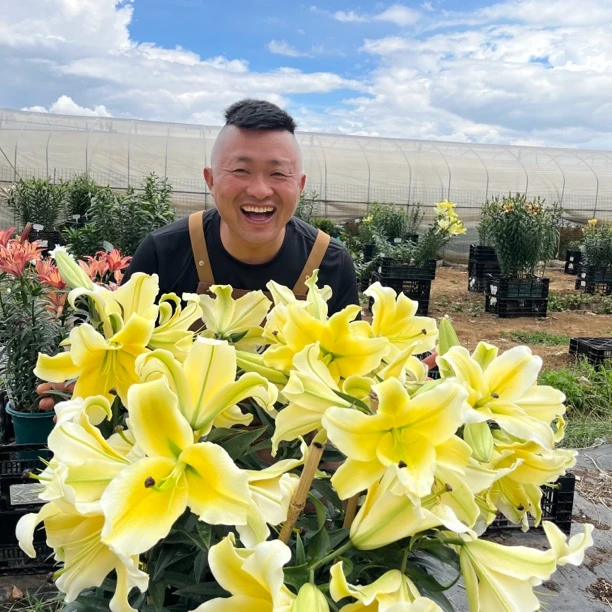 《黄天霸-木门18/20》春百合大球1颗单瓣香水春天发芽六月左右开花