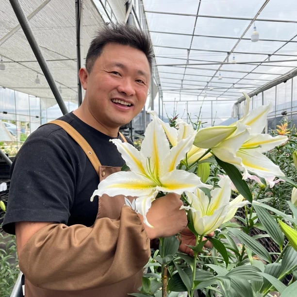 2号店四季可种《巴法拉利18/20》1颗进口单瓣香水百合种球