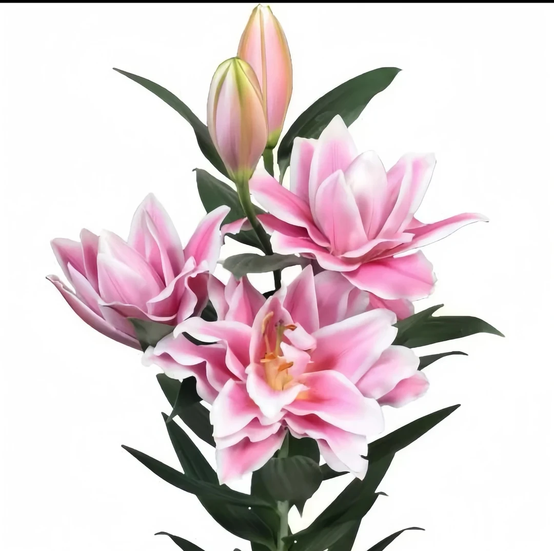 2号店四季可种《凯撒》1颗18/20进口重瓣香水百合，庭院阳台园艺花球