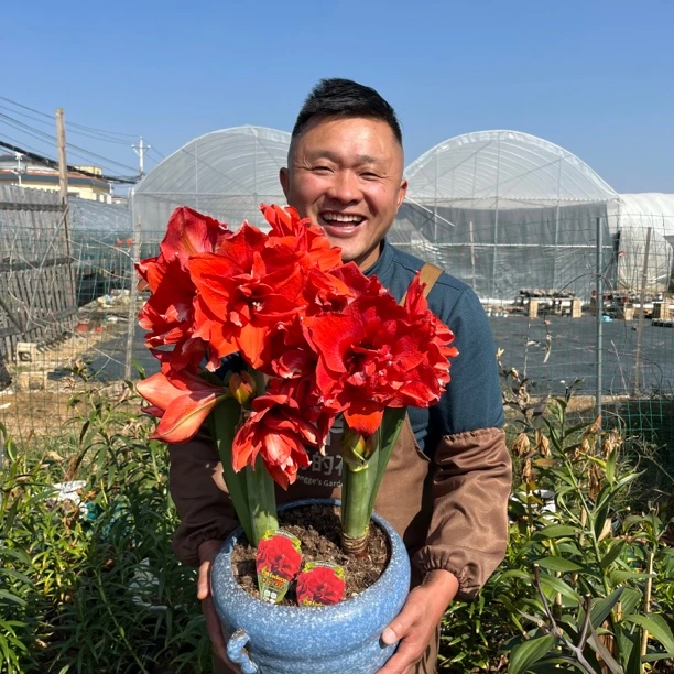 2号店丰哥秘鲁《进口双王》1颗红色重瓣朱顶红种球