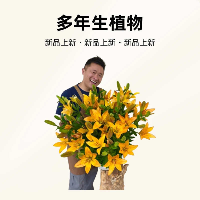 3号店四季可种《金色双胞胎》1颗14/16进口无香单瓣种球