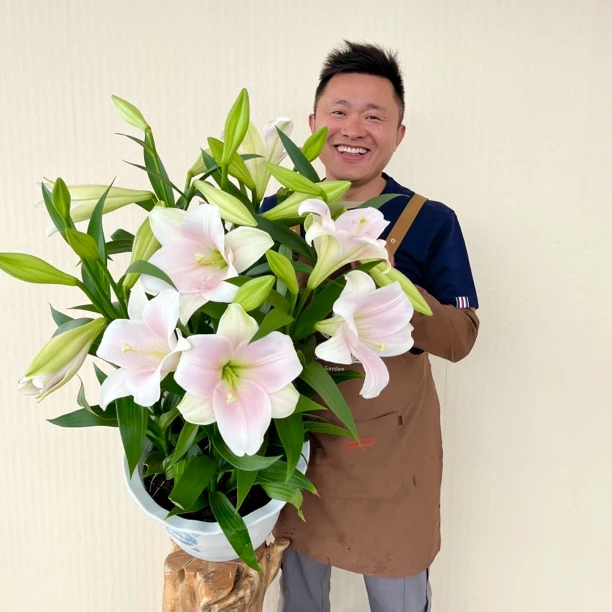 3号店四季可种《粉铁炮-卡里》1颗14/16进口单瓣香水百合种球