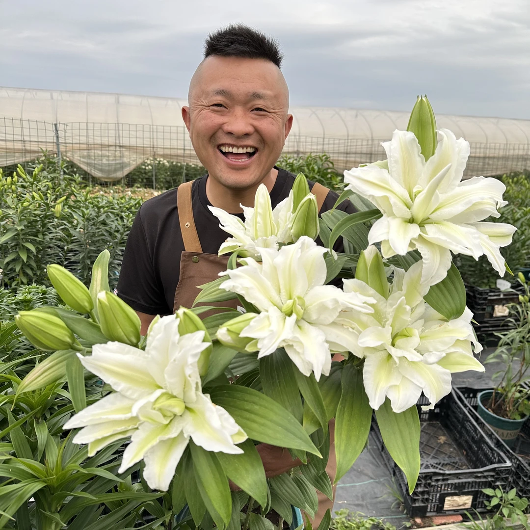 2号店丰哥小球《艾莎13/15》进口1颗重瓣香水百合