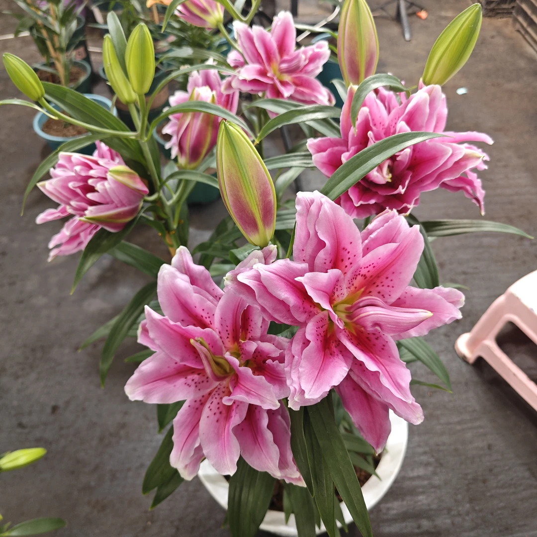 2号店丰哥小球《西亚拉12/14》1颗重瓣进口香水百合种球