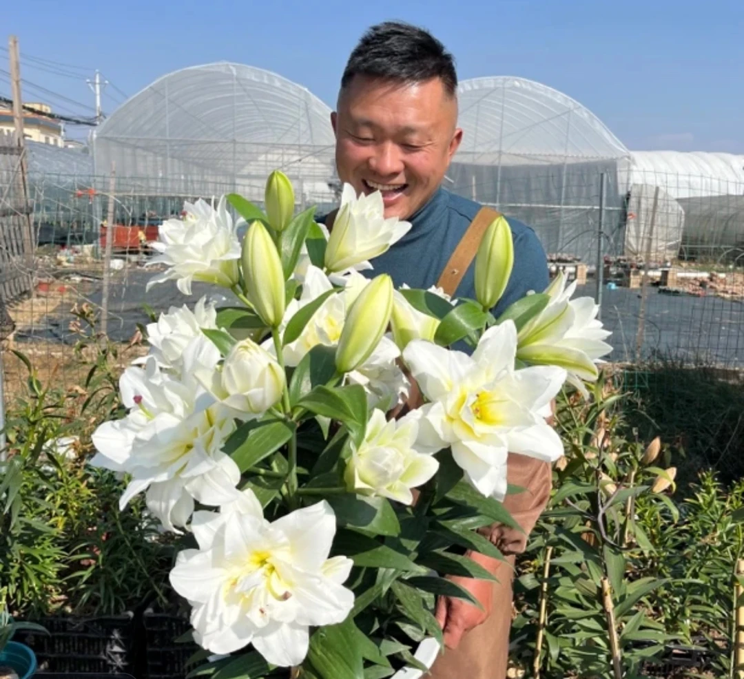 2号店《暴风雪26/28》春百合大球1颗重瓣香水春天发芽六月左右开花