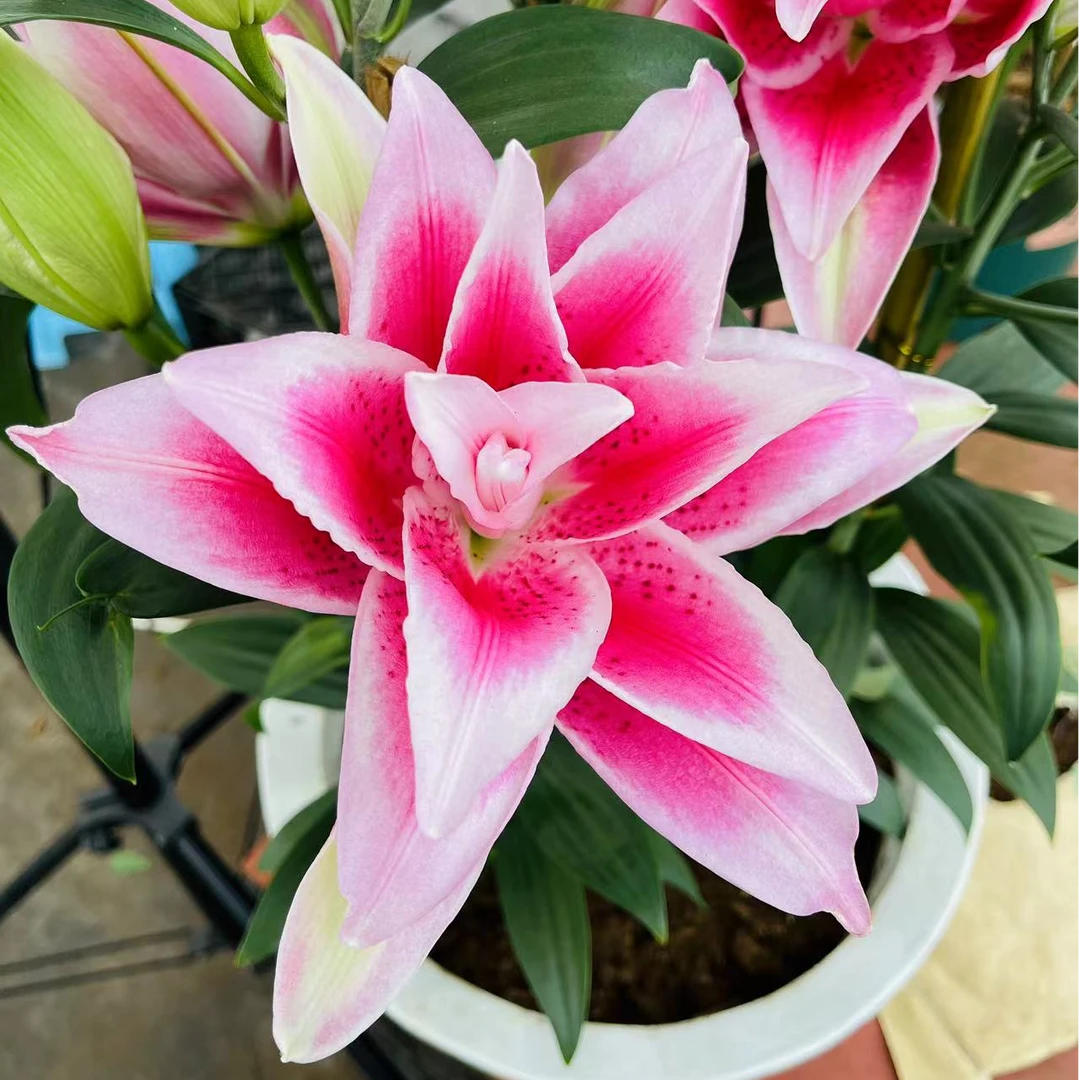 2号店/四季可种《贾斯米娜》1球19/21进口重瓣香水百合阳台庭院园艺