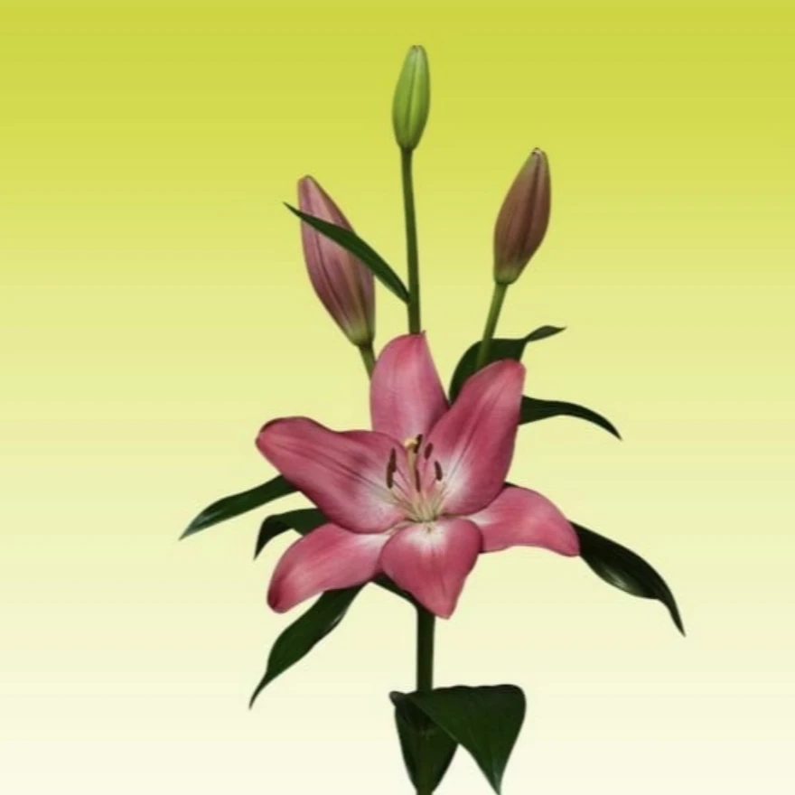 3号店/四季可种《阿尔布费拉》6颗12/14进口单瓣无香百合种球