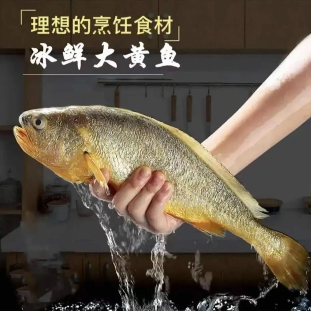 连云港发货 新鲜速冻大黄鱼 500g/条左右 四条