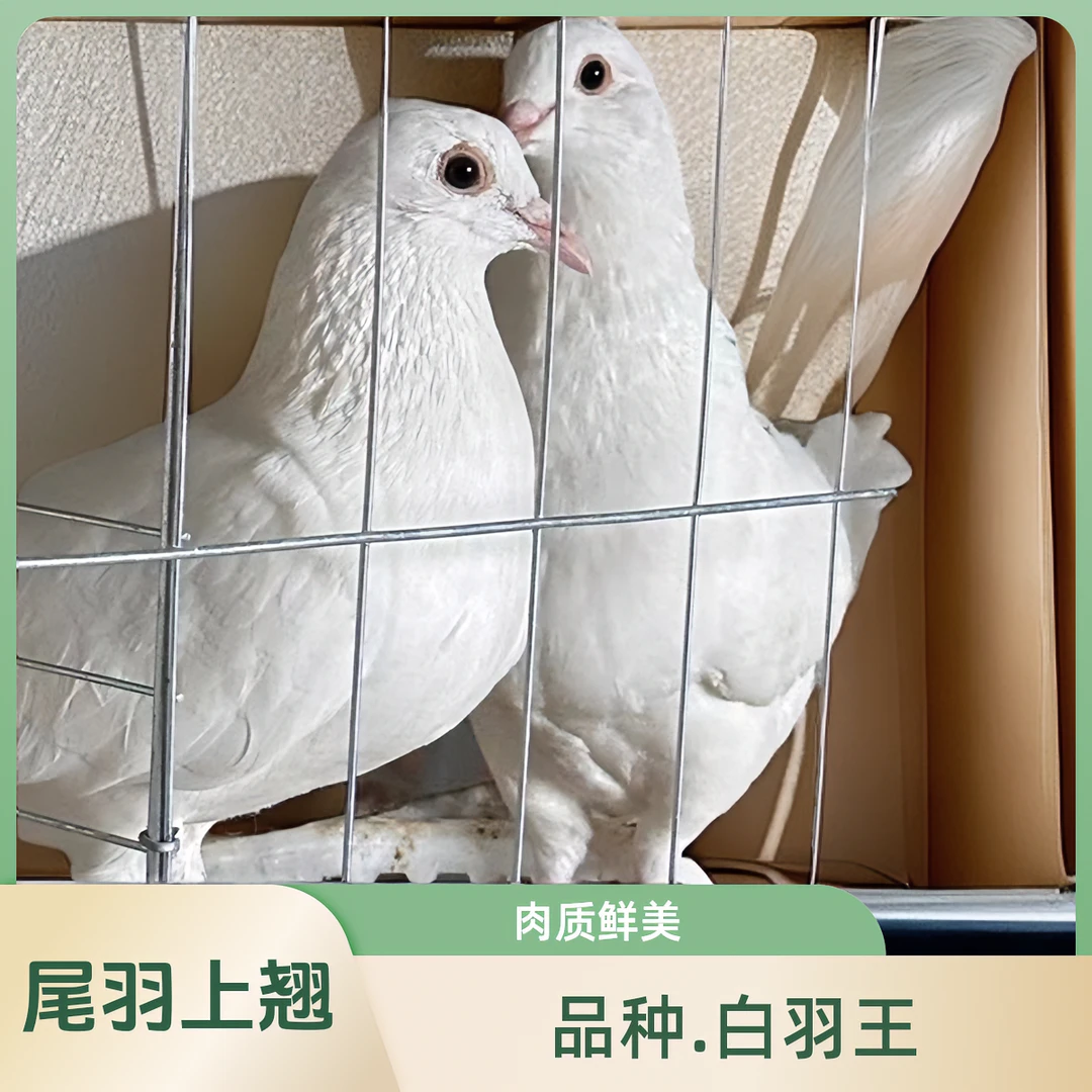白羽王种鸽保姆煲汤正宗营养