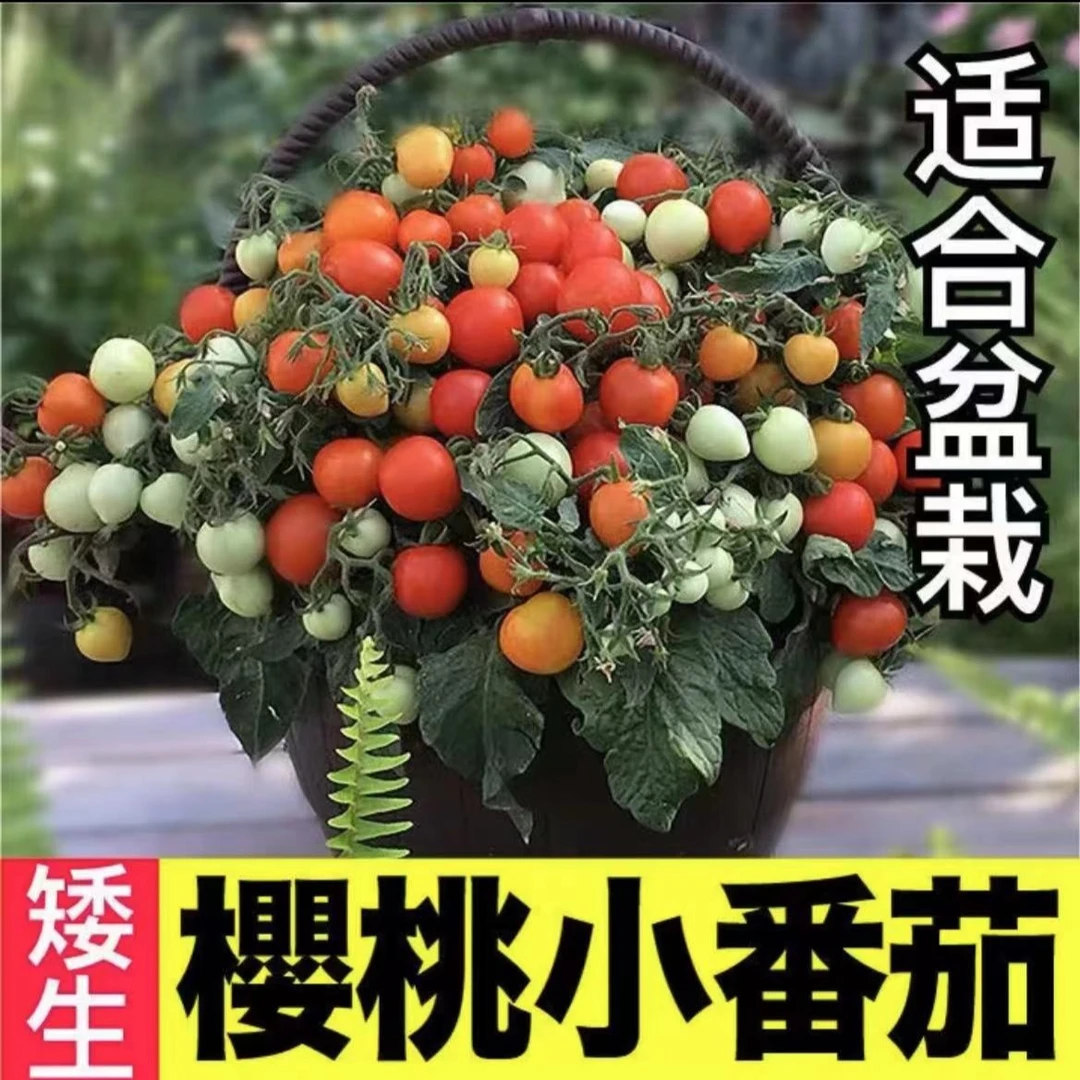 矮生盆栽小番茄苗子秧苗盆栽小番茄营养土营养钵小院种植阳台盆栽