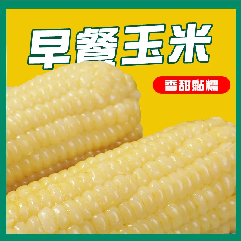 白糯玉米甜糯玉米忻州苞米粗粮粘糯黏玉米代餐真空包装鲜玉米采摘