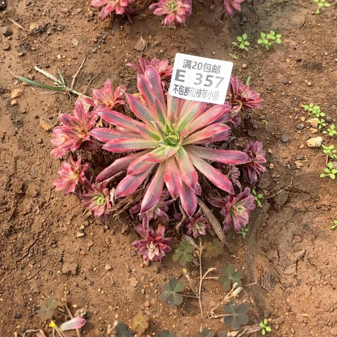 357朱雀多肉法师锦