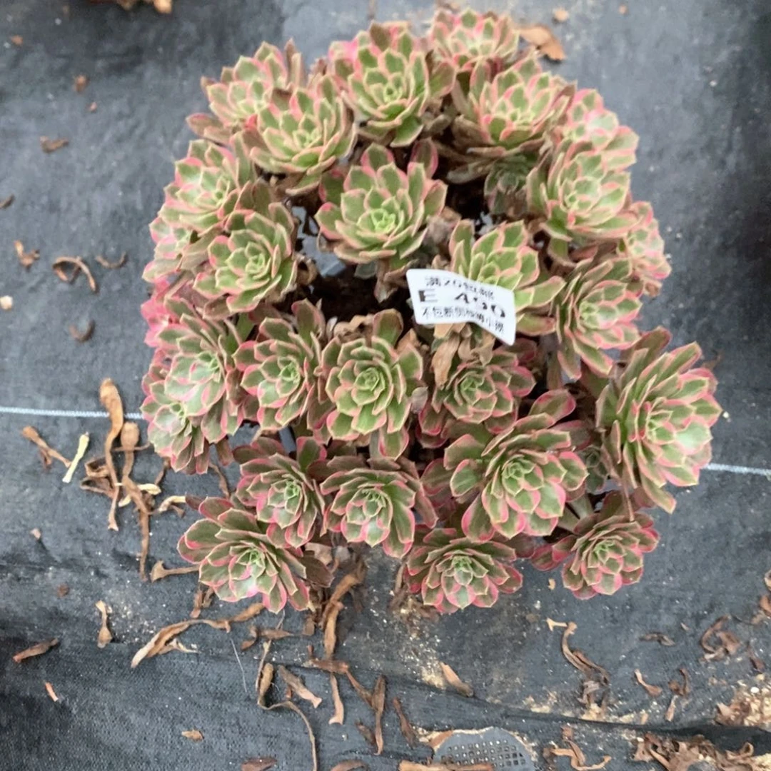 490安娜多肉粉体法师锦