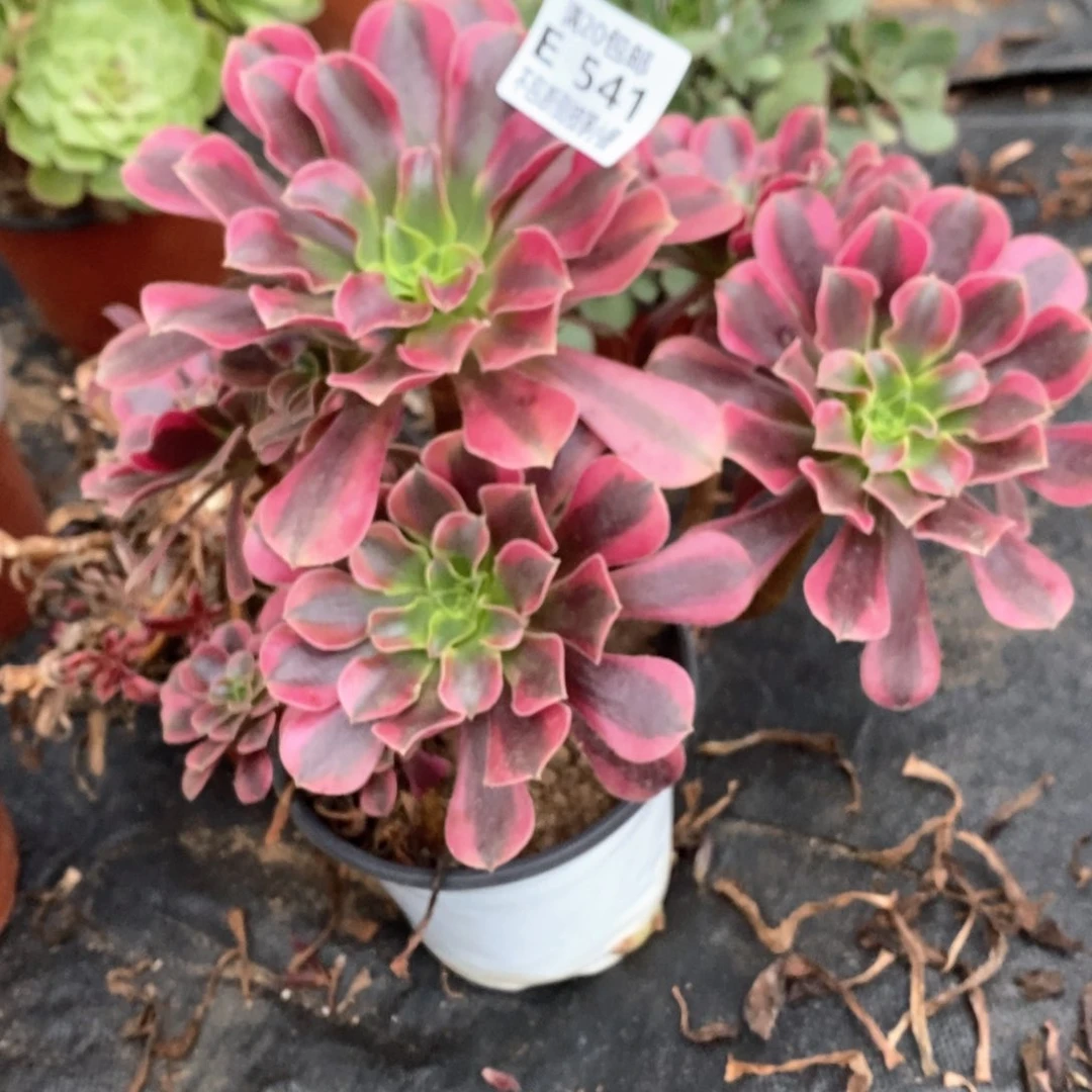 541美杜莎多肉法师锦有砍