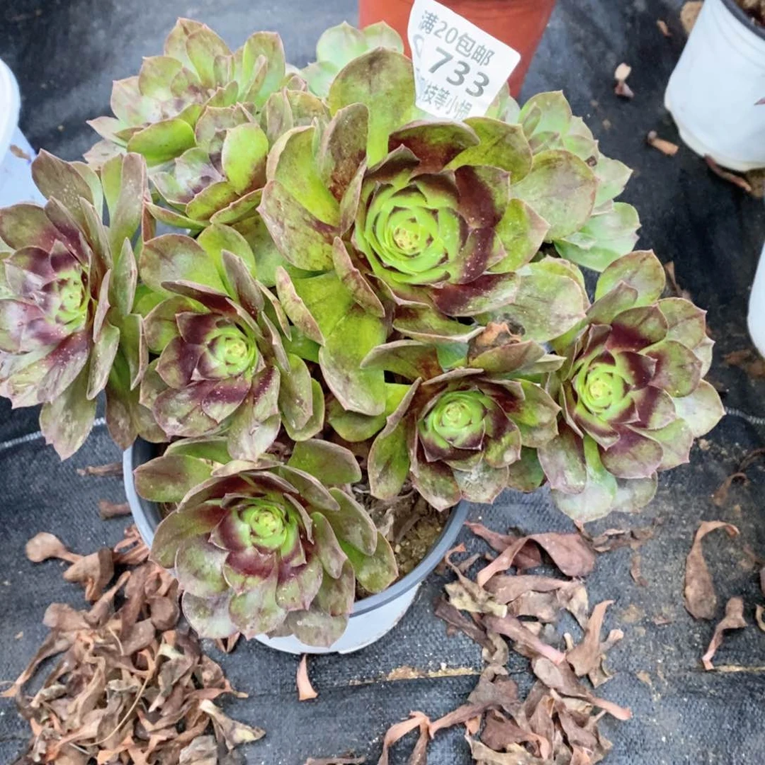 733黑魔多肉法师