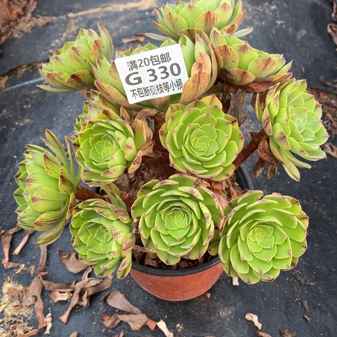 330绿魔多肉法师锦