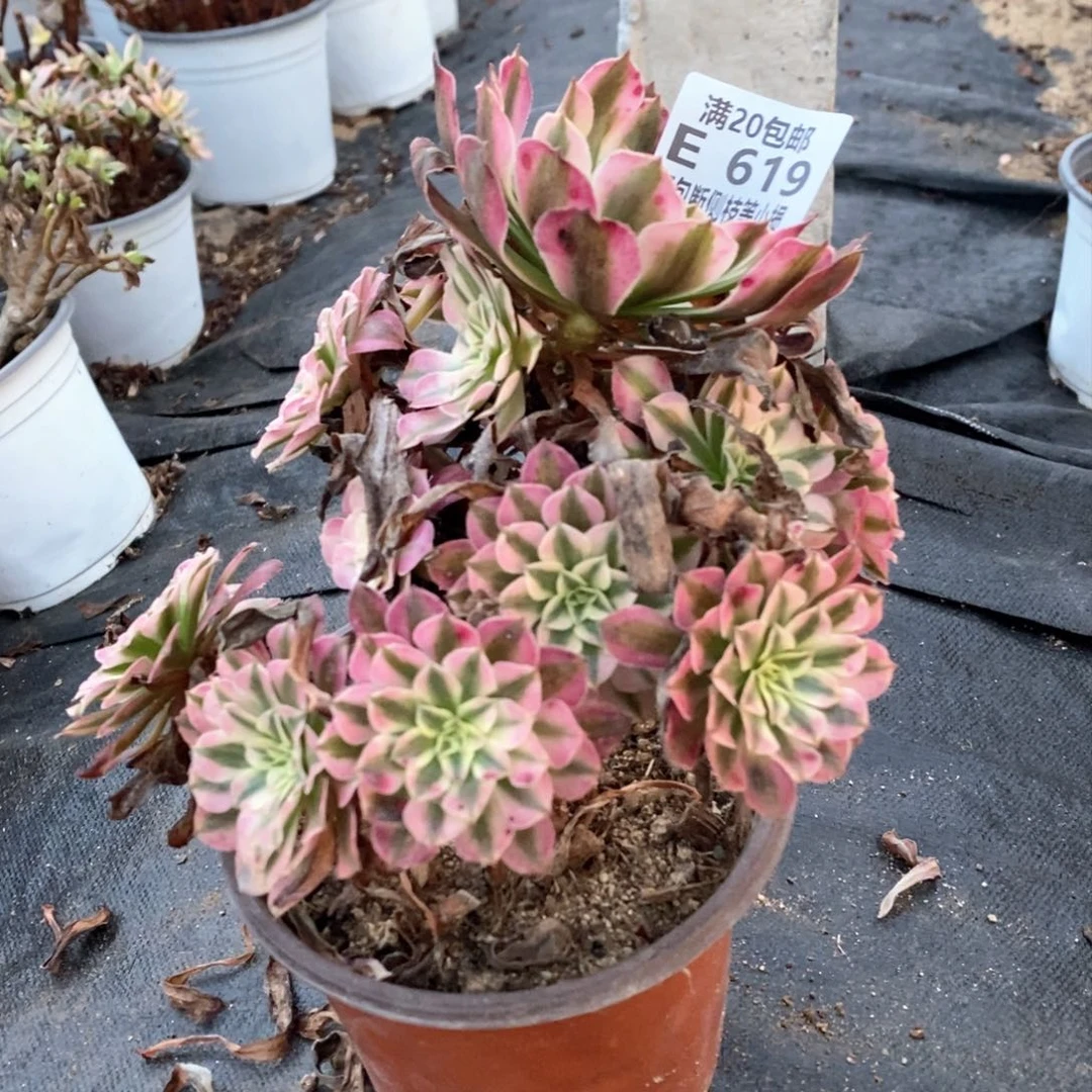 619红铜壶超白锦多肉