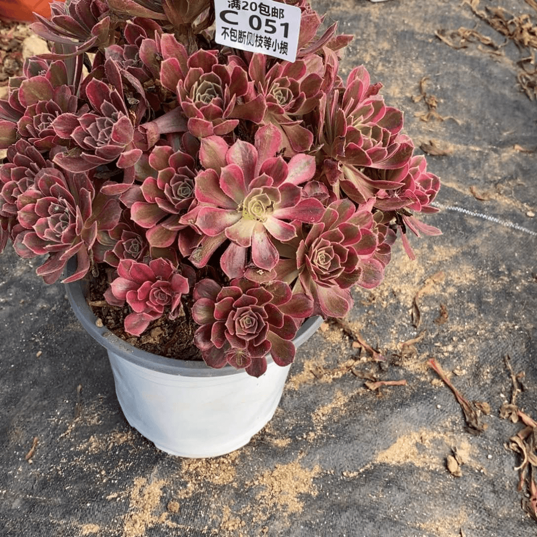 051安娜多肉法师锦