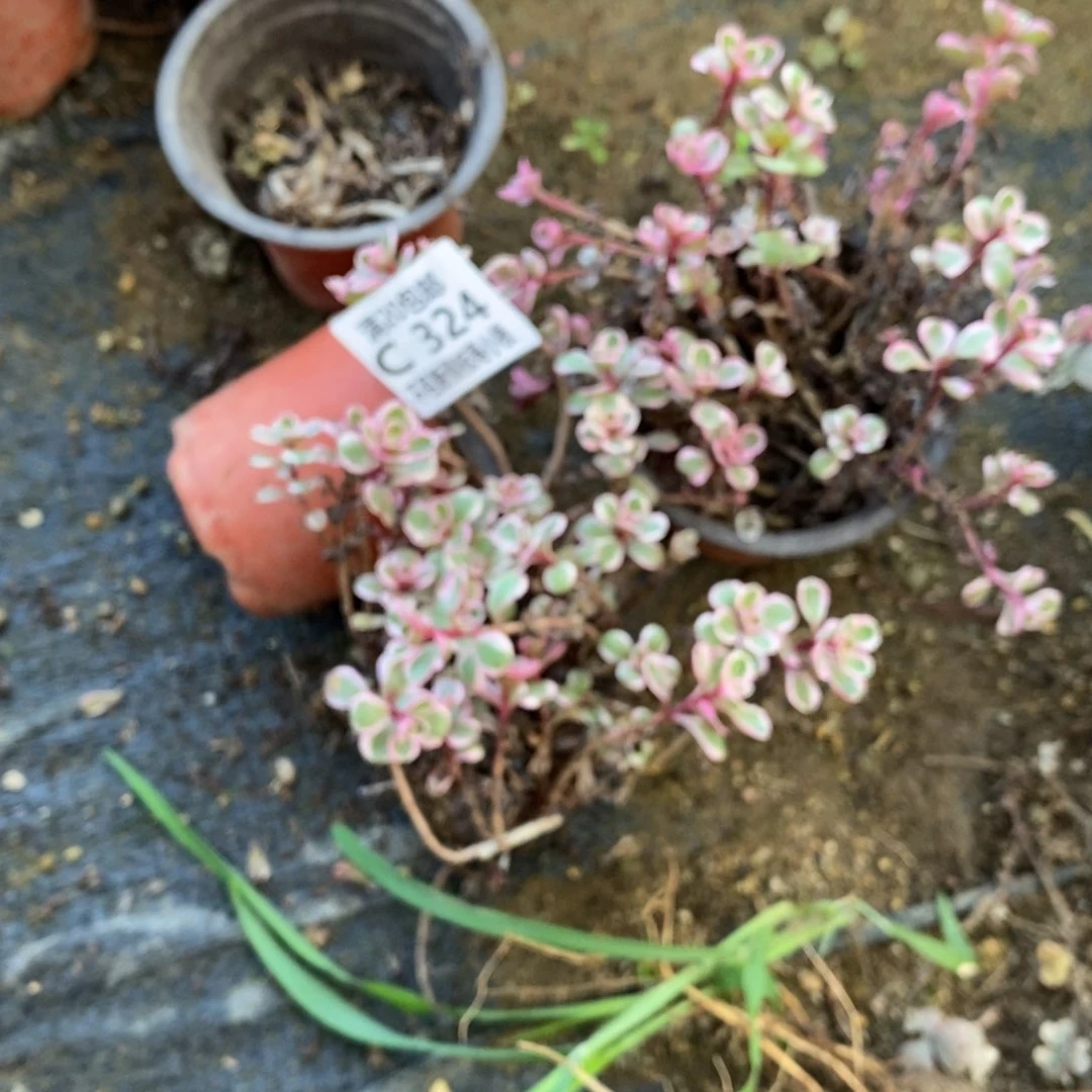324小球玫瑰锦多肉量拍