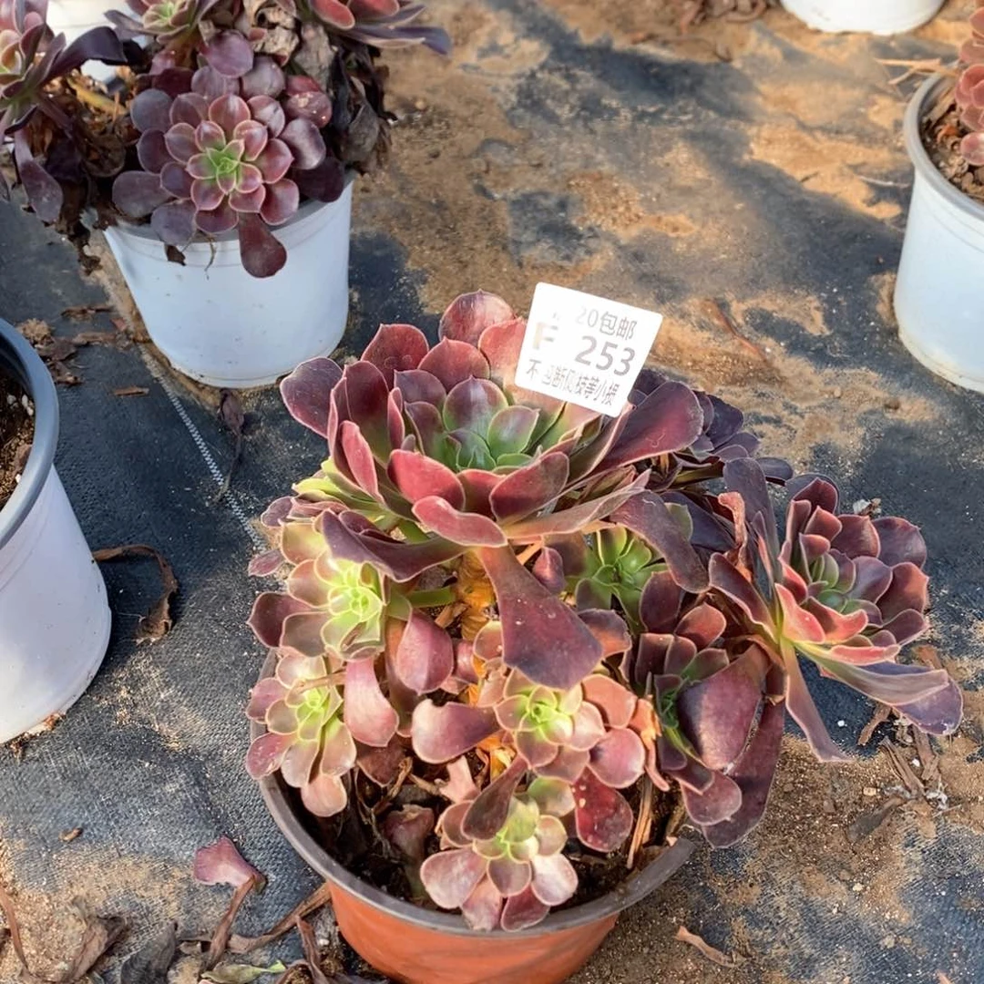 253欧佳丽多肉法师锦