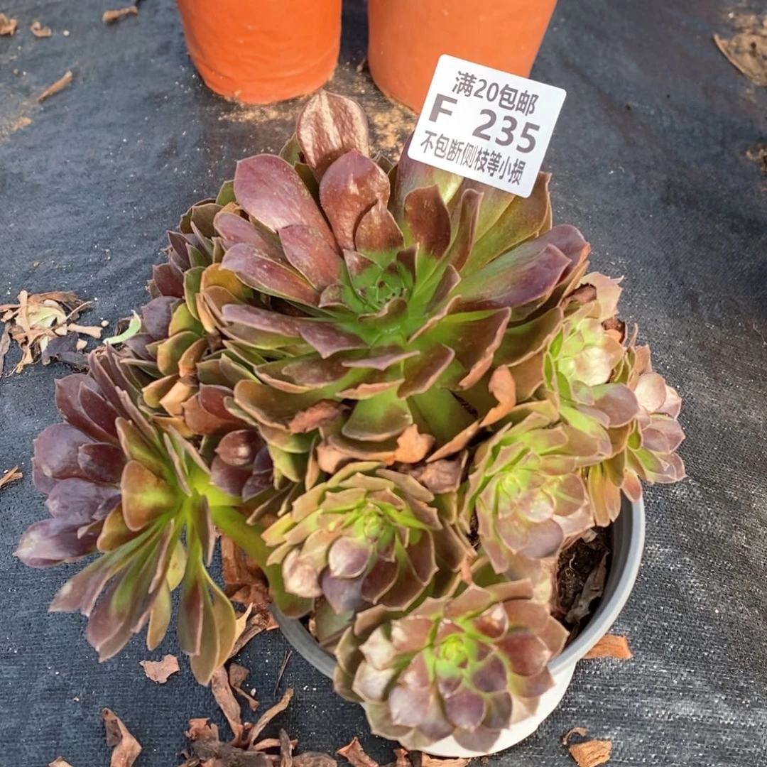 235赤焰莲多肉法师锦